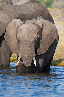 Elephants (Loxodonta africana), Chobe National Park, Botswana, Africa