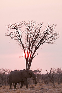 African elephant (Loxodonta africana), Savuti, Chobe National Park, Botswana, Africa