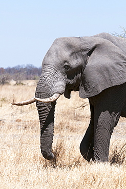 African elephant (Loxodonta africana), Savuti, Chobe National Park, Botswana, Africa