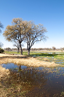 Okavango delta, Botswana, Africa