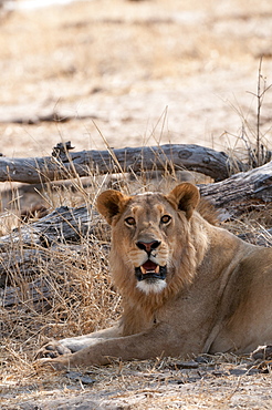 Lion (Panthera leo), Okavango delta, Botswana, Africa