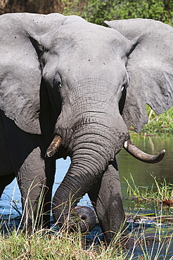 African elephant (Loxodonta africana), Khwai Concession, Okavango Delta, Botswana, Africa 