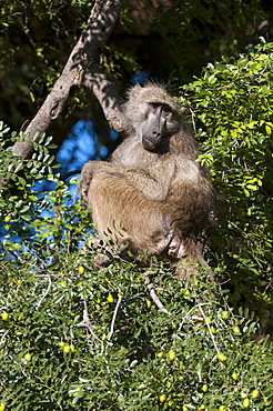 Chacma baboon (Papio ursinus), Mashatu Game Reserve, Botswana, Africa 