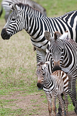 Plains zebra (Equus quagga), Masai Mara, Kenya, East Africa, Africa