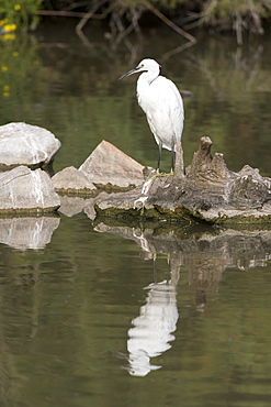 Little egret (Egretta garzetta), Camargue, Provence-Alpes-Cote d'Azur, France, Europe