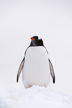 Portrait of a gentoo penguin (Pygoscelis papua), Petermann Island, Antarctica, Polar Regions