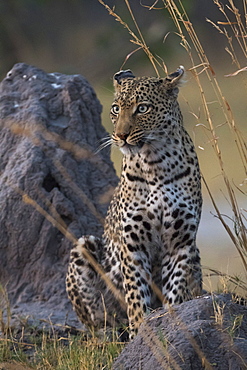 A female leopard (Panthera pardus) standing on a termite mound in the early evening, Botswana, Africa