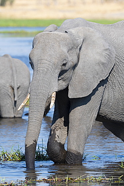 An African elephant (Loxodonta africana) drinking in the River Khwai, Okavango Delta, Botswana, Africa