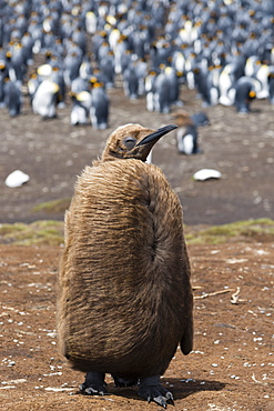 Portrait of a king penguin chick (Aptenodytes patagonica), Falkland Islands, South America