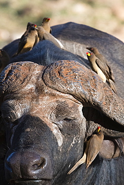 African buffalo (Syncerus caffer) with yellow-billed oxpeckers (Buphagus africanus) looking for parasites, Tsavo, Kenya, East Africa, Africa