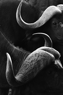 Close up portrait of an African buffalo (Syncerus caffer) at a waterhole, Tsavo, Kenya, East Africa, Africa