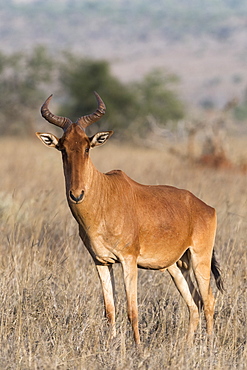 Portrait of an hartebeest (Alcelaphus buselaphus) standing and looking at the camera, Tsavo, Kenya, East Africa, Africa