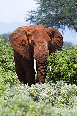 African elephant (Loxodonta africana), Tsavo, Kenya, East Africa, Africa