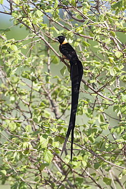 An eastern Paradise Whydah (Vidua paradisaea), breeding male, on a branch, Tsavo, Kenya, East Africa, Africa