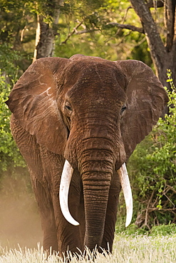 Portrait of an African elephant (Loxodonta africana), looking at the camera, Tsavo, Kenya, East Africa, Africa