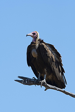 Hooded vulture (Necrosyrtes monachus), Khwai Conservation Area, Okavango Delta, Botswana, Africa