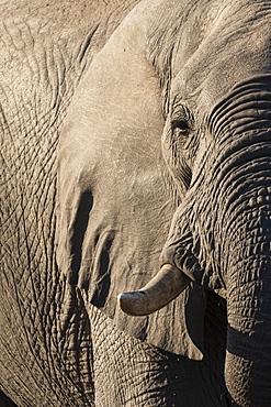 African elephant (Loxodonta africana), Savuti, Chobe National Park, Botswana, Africa