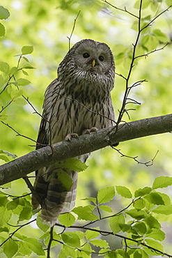 Ural owl (Strix uralensis), Notranjska forest, Slovenia, Europe