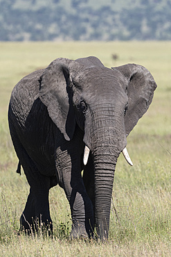 African elephant (Loxodonta africana), Seronera, Serengeti National Park, UNESCO World Heritage Site, Tanzania, East Africa, Africa