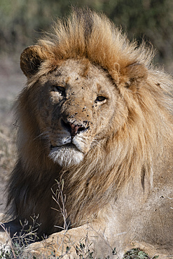 Male lion (Panthera leo), Ndutu, Ngorongoro Conservation Area, UNESCO World Heritage Site, Tanzania, East Africa, Africa