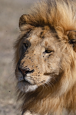 Male lion (Panthera leo), Ndutu, Ngorongoro Conservation Area, UNESCO World Heritage Site, Tanzania, East Africa, Africa