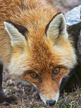 Red fox (Vulpes vulpes), Valsavarenche, Gran Paradiso National Park, Aosta Valley, Italy, Europe