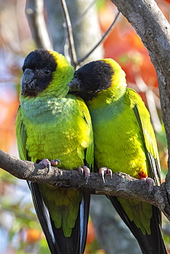 Nanday Parakeet (Aratinga nenday), Pantanal, Mato Grosso do Sul, Brazil, South America