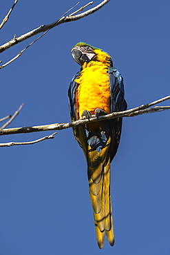 Blue-and-yellow macaw (Ara ararauna), Makaw Sinkhole, Mato Grosso do Sul, Brazil, South America