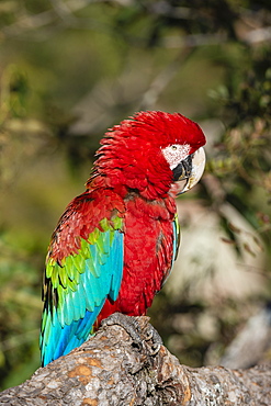 Red-and-green macaw (Ara chloropterus), Mato Grosso do Sul, Brazil, South America