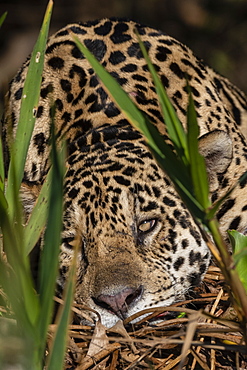 Jaguar (Panthera onca), Pantanal, Mato Grosso, Brazil, South America