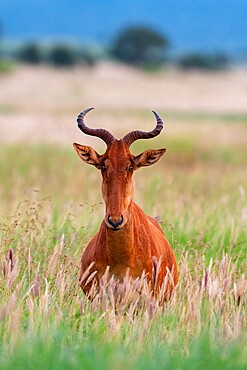 Coke's hartebeest (Alcelaphus buselaphus cokii), Tsavo, Kenya, East Africa, Africa