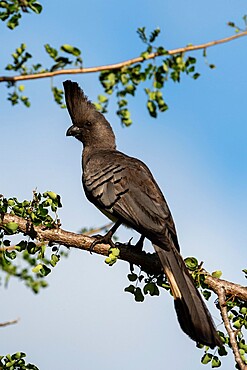 White-bellied Go-away-bird (Corythaixoides leucogaster), Tsavo, Kenya, East Africa, Africa