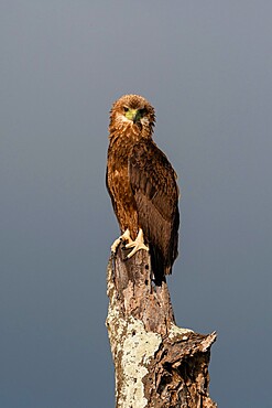 Immature bateleur (Terathopius ecaudatus), Tsavo, Kenya, East Africa, Africa