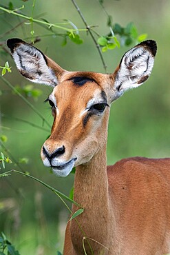 Impala (Aepyceros melampus), Tsavo, Kenya, East Africa, Africa