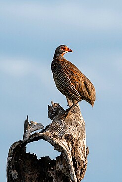 Yellow-necked Spurfowl (Pternistis leucoscepus), Seronera, Serengeti National Park, Tanzania, East Africa, Africa