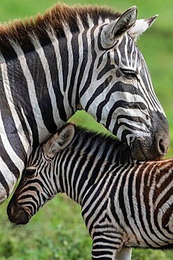 Plains zebras (Equus quagga), Ndutu, Ngorongoro Conservation Area, Serengeti, Tanzania, East Africa, Africa