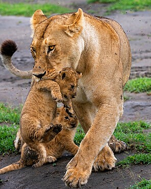 A lioness (Panthera leo) with its four week old cubs, Ndutu, Ngorongoro Conservation Area, Serengeti, Tanzania, East Africa, Africa