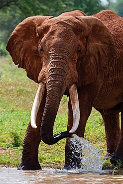 Elephant, Lualenyi, Tsavo Conservation Area, Kenya, East Africa, Africa