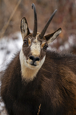 Alpine Chamois (Rupicapra rupicapra), Gran Paradiso National Park, Aosta Valley, Italy, Europe