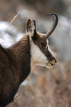 Alpine Chamois (Rupicapra rupicapra), Gran Paradiso National Park, Aosta Valley, Italy, Europe