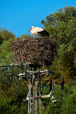 White Stork (Ciconia ciconia), Donana National and Natural Park, Andalusia, Spain, Europe