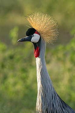 Gray crowned crane (Balearica regulorum), Lake Manyara National Park, Tanzania, East Africa, Africa