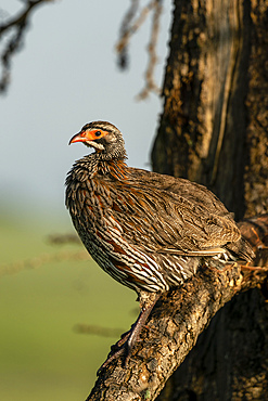 Grey-breasted francolin (Francolinus rufopictus), Ndutu Conservation Area, Serengeti, Tanzania, East Africa, Africa