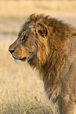 Lion (Panthera leo), Savuti, Chobe National Park, Botswana.