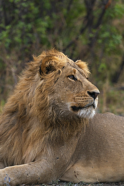 Lion (Panthera leo) resting, Savuti, Chobe National Park, Botswana.