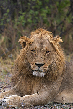 Lion (Panthera leo) resting, Savuti, Chobe National Park, Botswana.