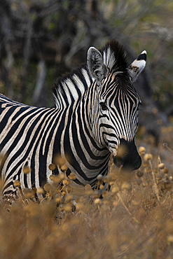 Plains zebra (Equus quagga) walking in tall grass, Khwai Concession, Okavango Delta, Botswana.