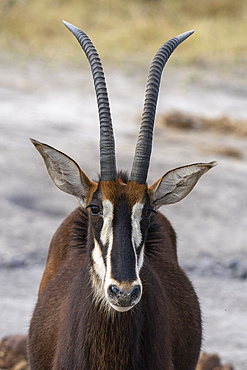 Sable antelope (Hippotragus niger), Khwai Concession, Okavango Delta, Botswana.