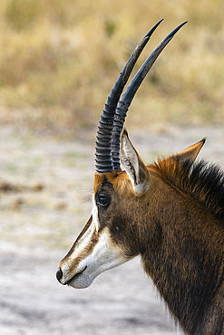 Sable antelope (Hippotragus niger), Khwai Concession, Okavango Delta, Botswana.