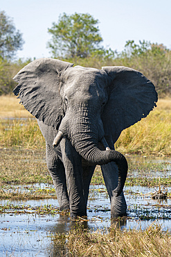 African elephant (Loxodonta africana), Khwai Concession, Okavango Delta, Botswana.